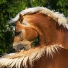 Böser Haflinger...