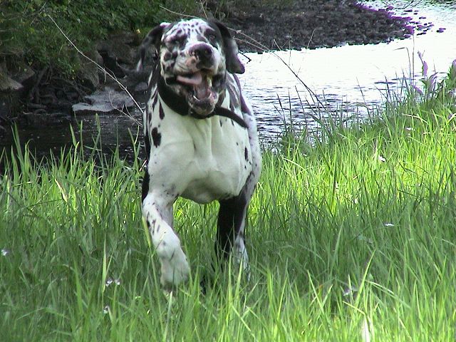 Böser Hund