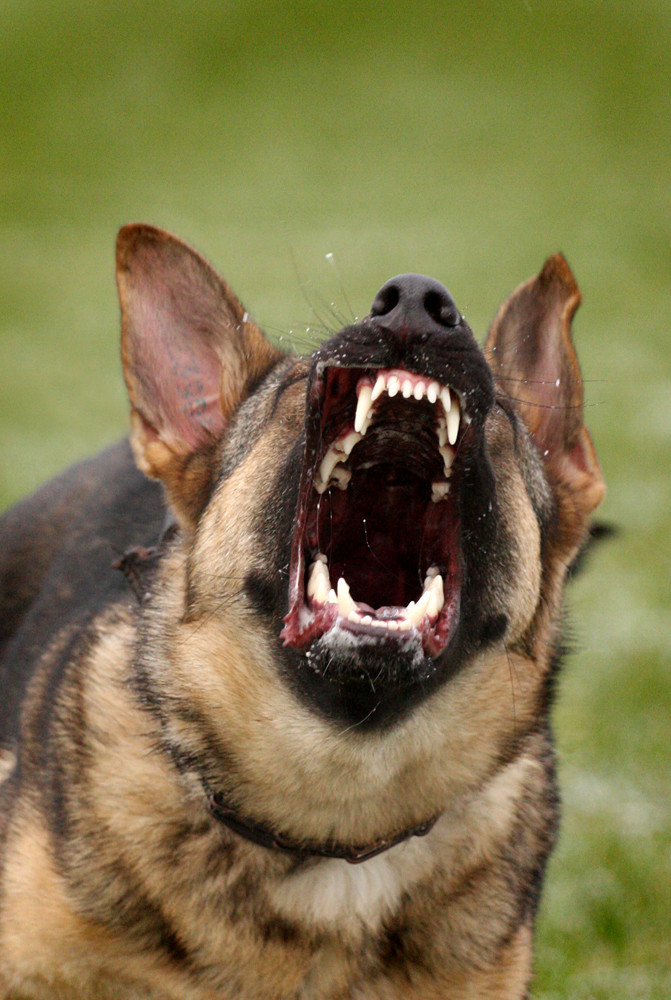 Böser Hund! Foto &amp; Bild tiere, haustiere, hunde Bilder auf