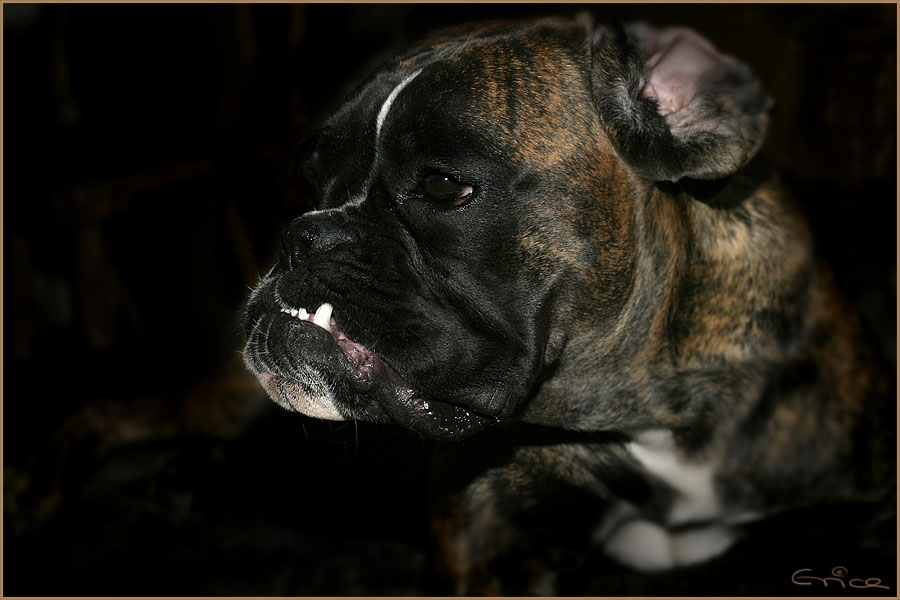 böser hund Foto &amp; Bild tiere, haustiere, hunde Bilder auf