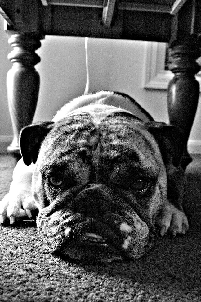 Böser Hund&hellip; Foto &amp; Bild tiere, natur Bilder auf