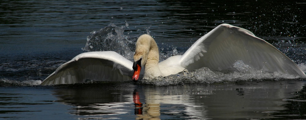 Böser Schwan