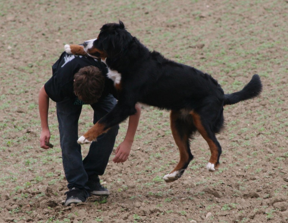 Böser schwarzer Hund attackiert sohn