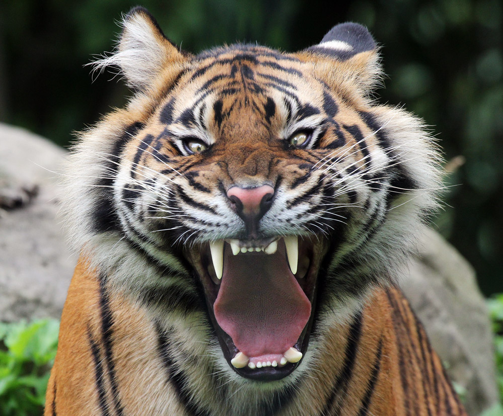 böser Tiger Foto & Bild tiere, zoo, wildpark & falknerei, säugetiere