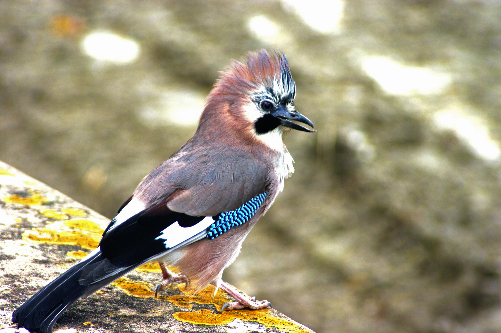 böser Vogel