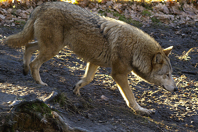 "Böser" Wolf