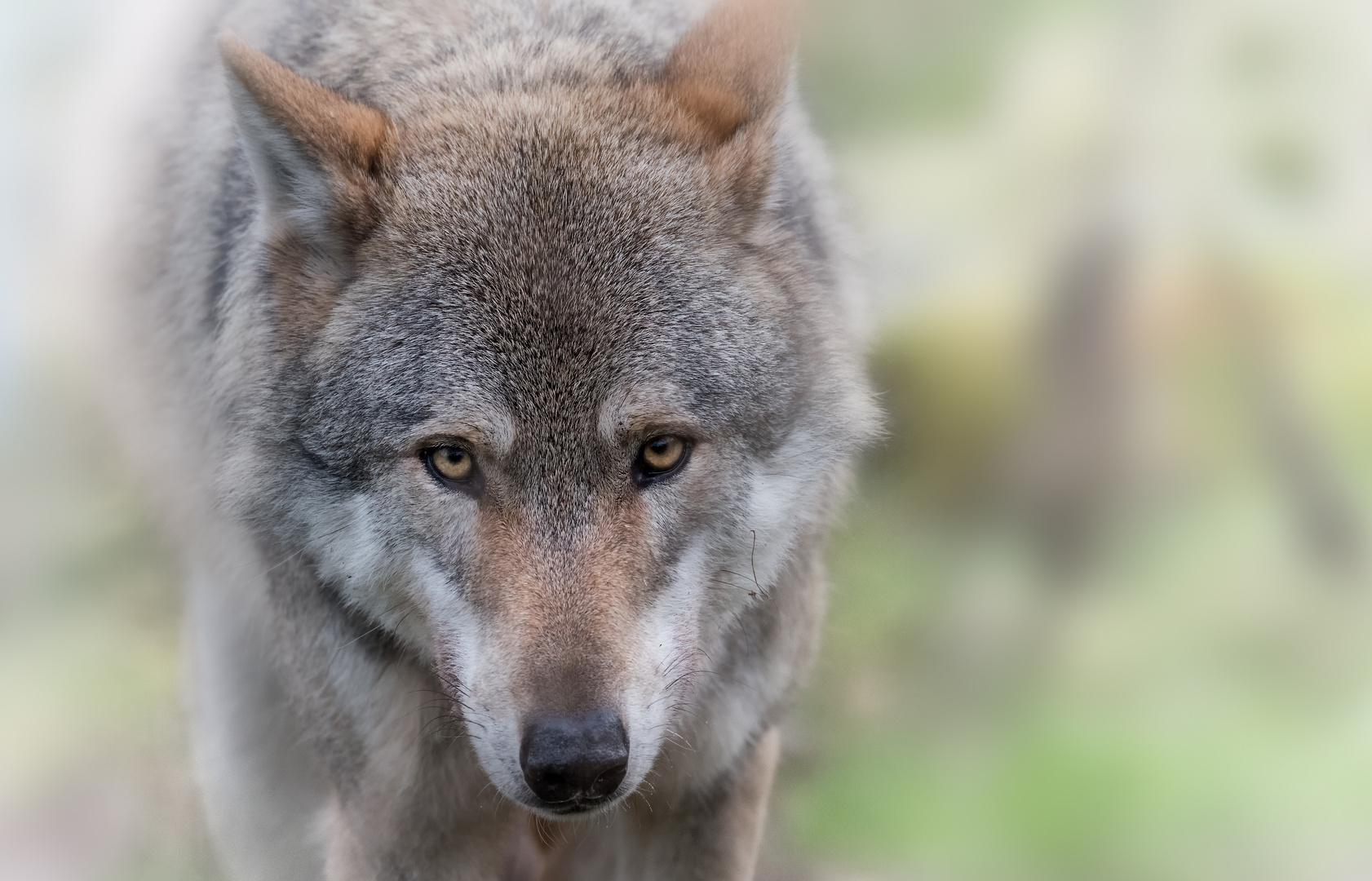 Böser Wolf ?