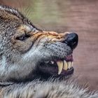 böser Wolf