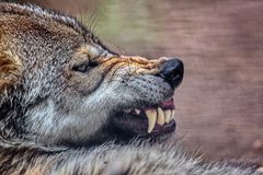 böser Wolf