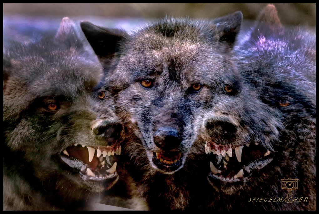 Böser-Wolf