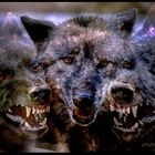 Böser-Wolf