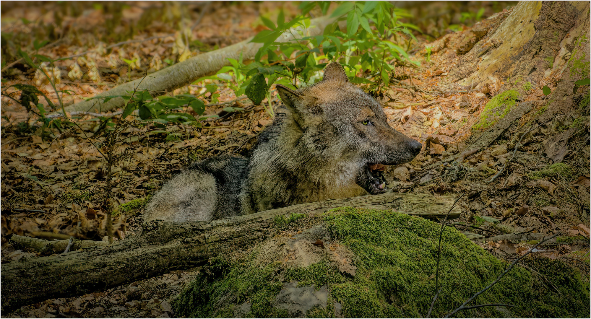 Böser Wolf