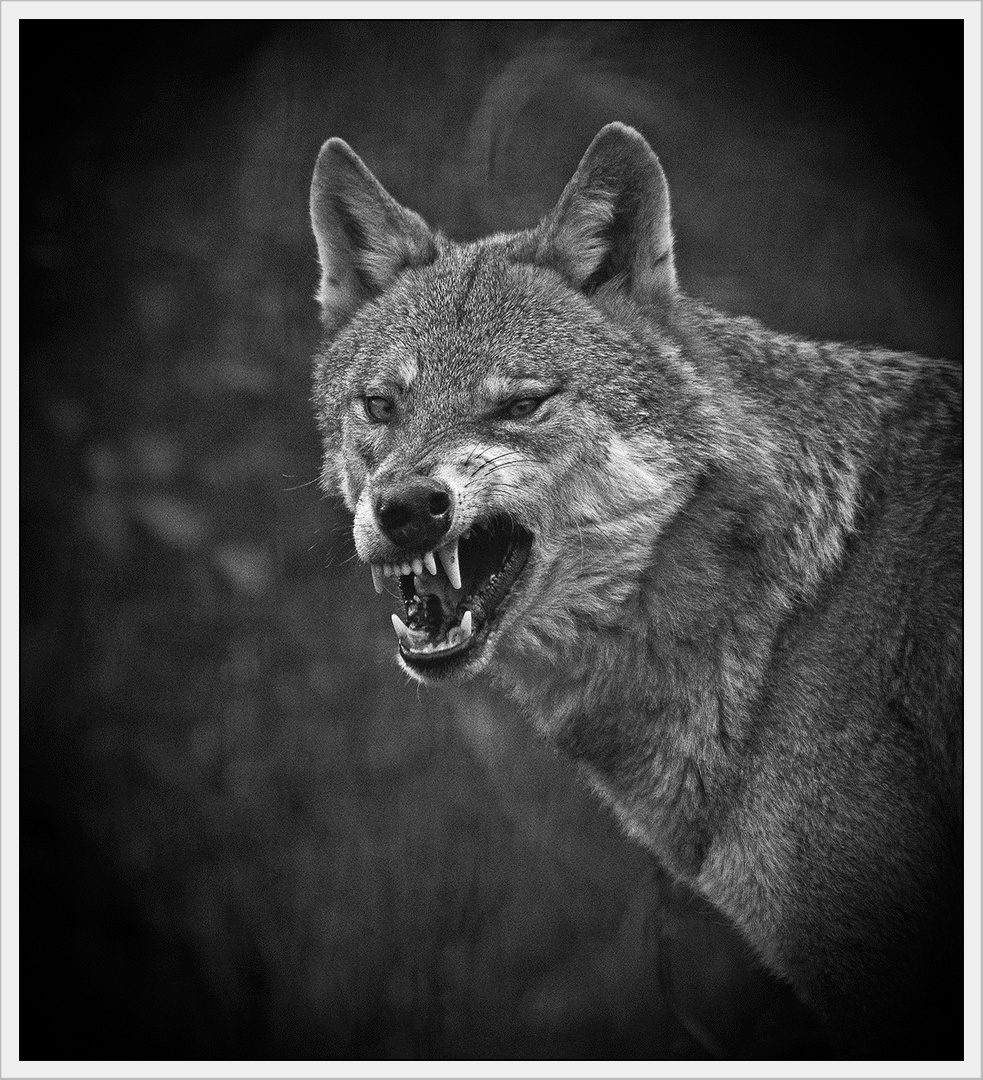 Böser Wolf