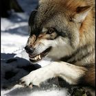 "Böser" Wolf