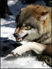 "Böser" Wolf