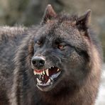 Böser Wolf?