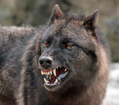 Böser Wolf?