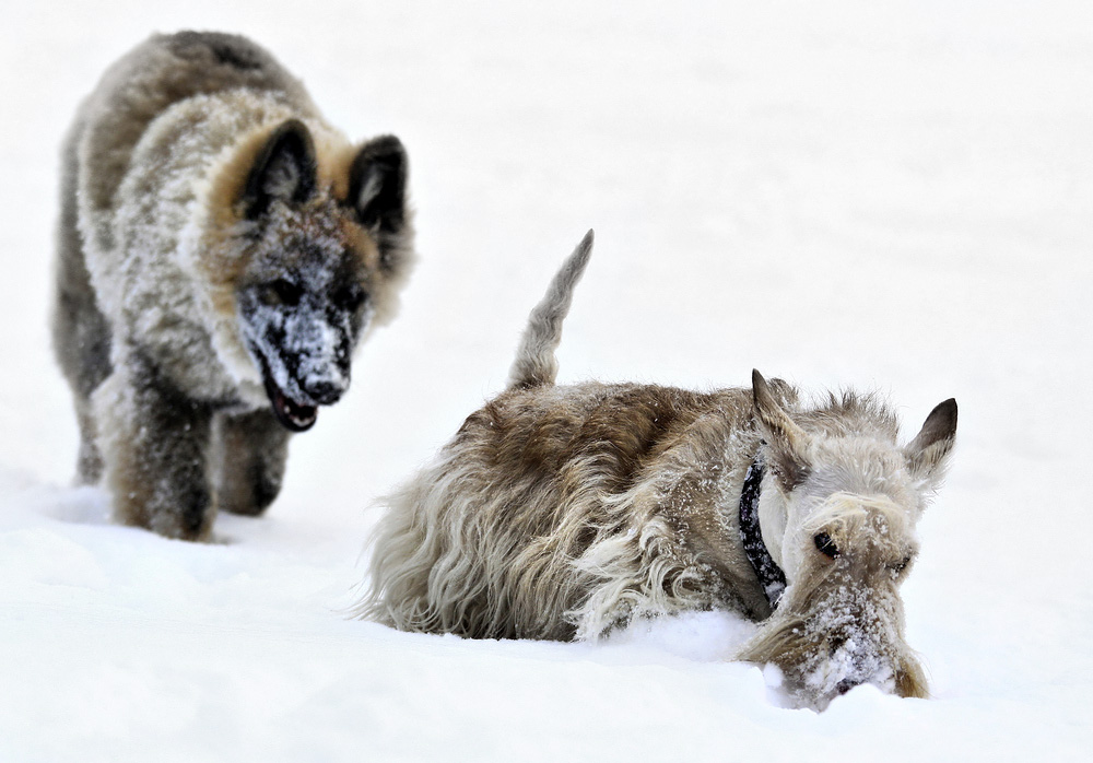 ...böser Wolf...