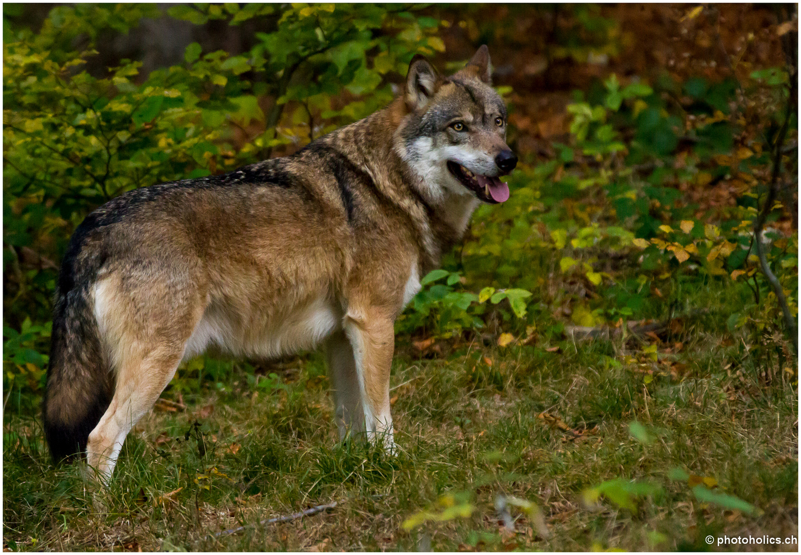 Böser Wolf?