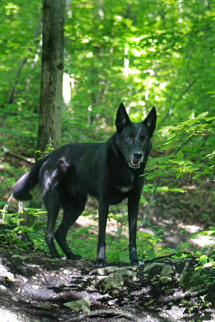 Böser Wolf sucht sein Rotkäppchen