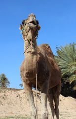 Böses Kamel