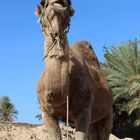 Böses Kamel