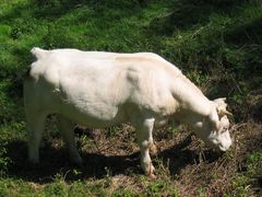 Boeuf de Burgogne