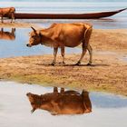 Boeufs miroir