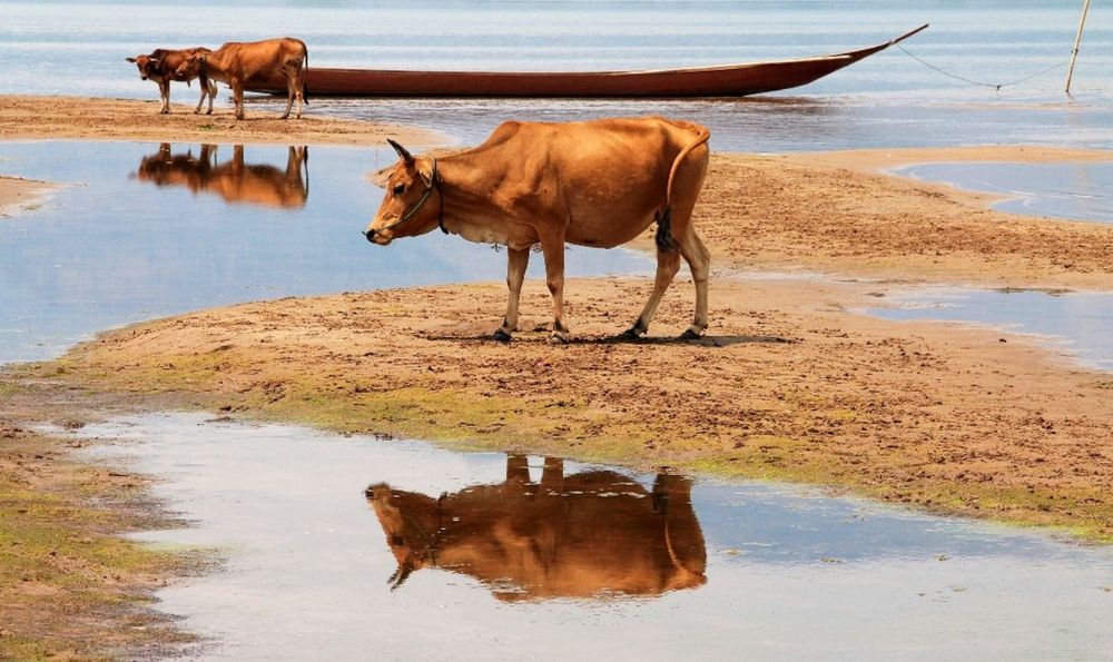 Boeufs miroir