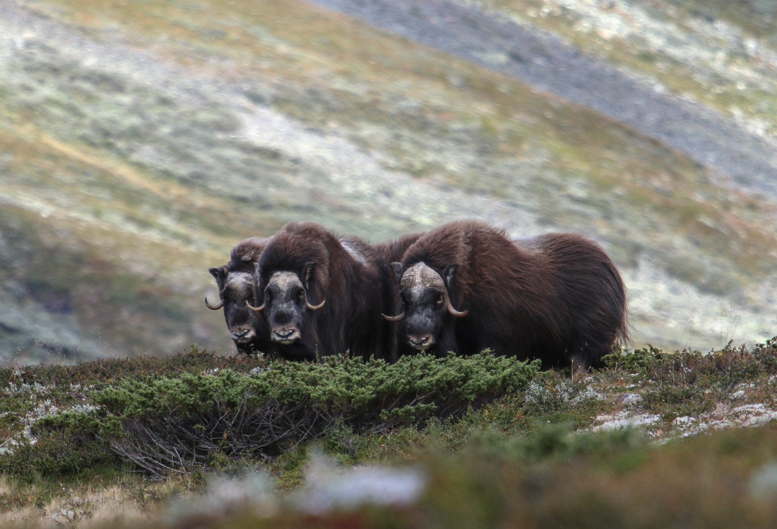 Boeufs musqués du Dovrefell