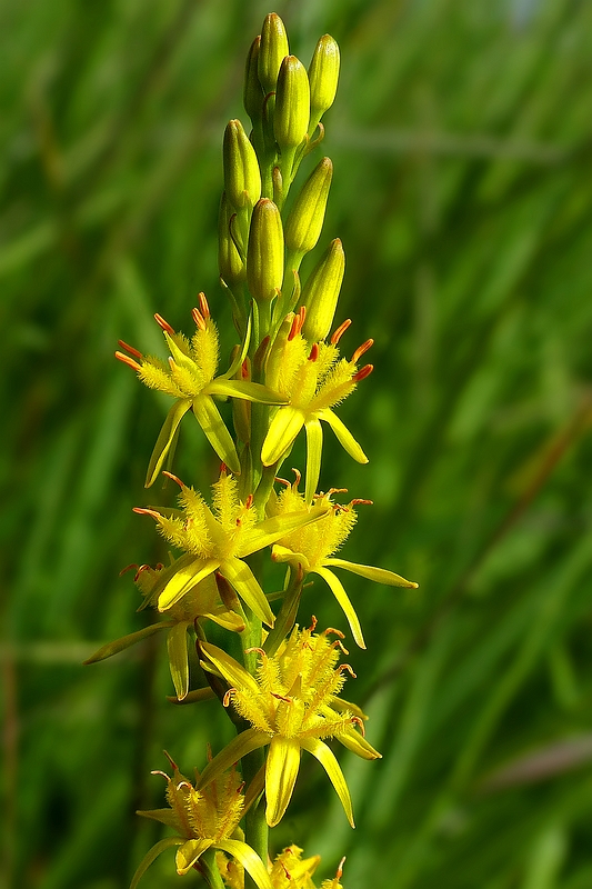 Bog Asphodel