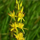 Bog Asphodel