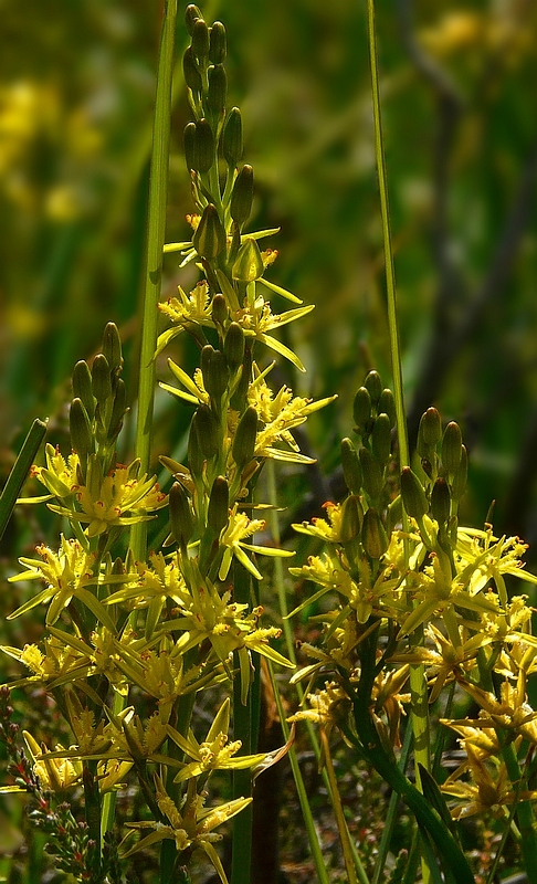 Bog Asphodel