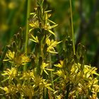 Bog Asphodel