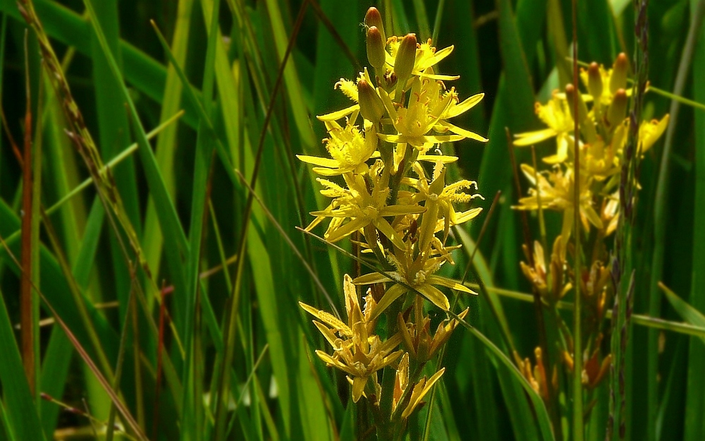 Bog Asphodel