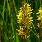 Bog Asphodel