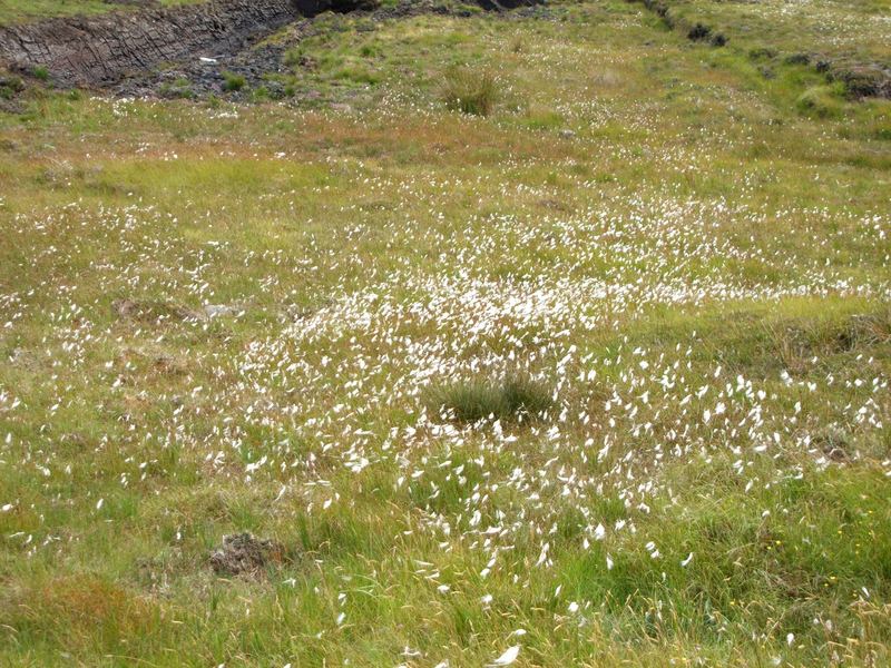 Bog Cotton