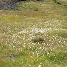 Bog Cotton