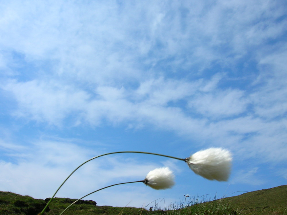 Bog Cotton