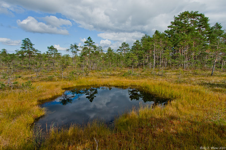 bog eye