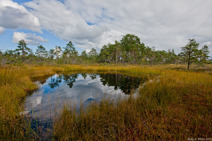 bog eye2