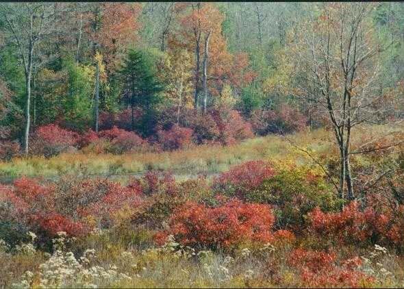 Bog in fall colors; Rock Hill NY -- Sony digital