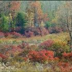 Bog in fall colors; Rock Hill NY -- Sony digital