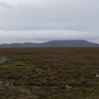 Bog panorama