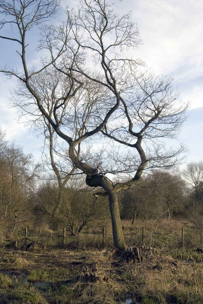 Bog Tree