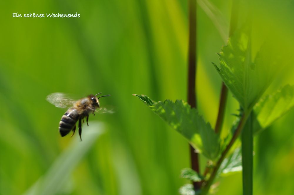 Boga-Bienchen vor dem 4:0