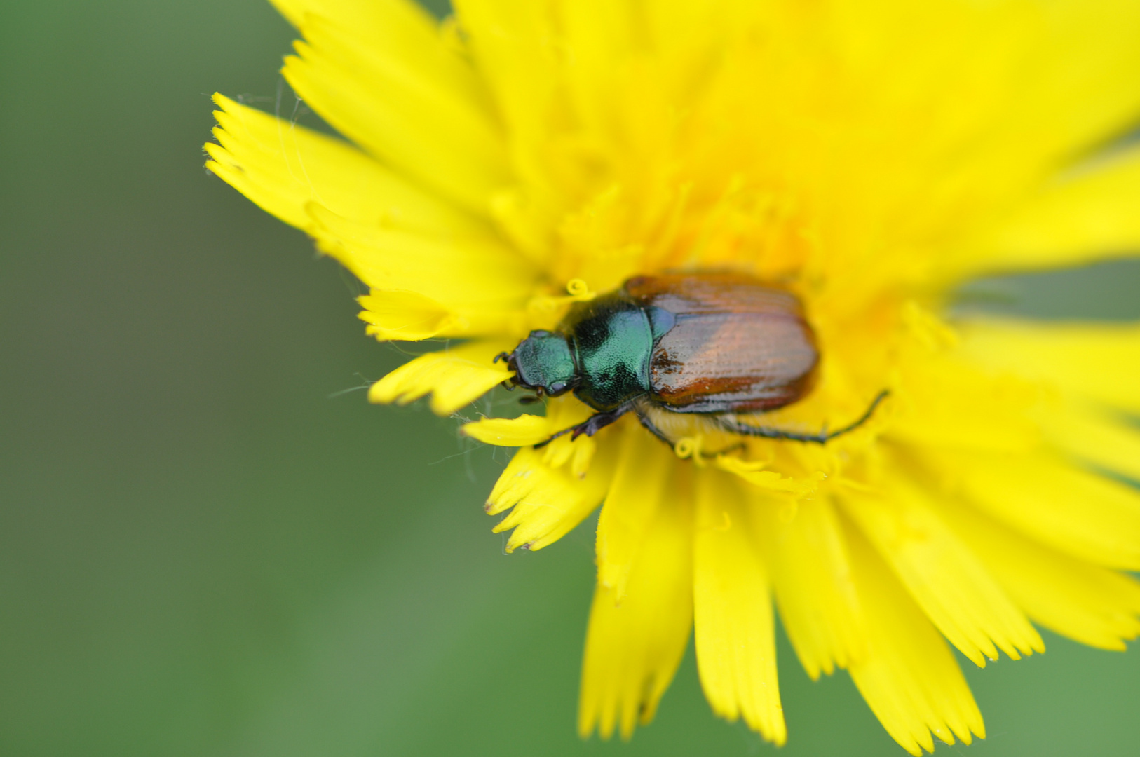 Boga-Blume mit Besucher