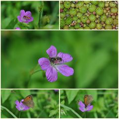 Boga-Collage von Heute..