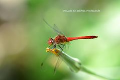 Boga-Libelle in dezentem Rot