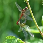 Boga-Libelle-nicht nur beim Fliegen schnelle...